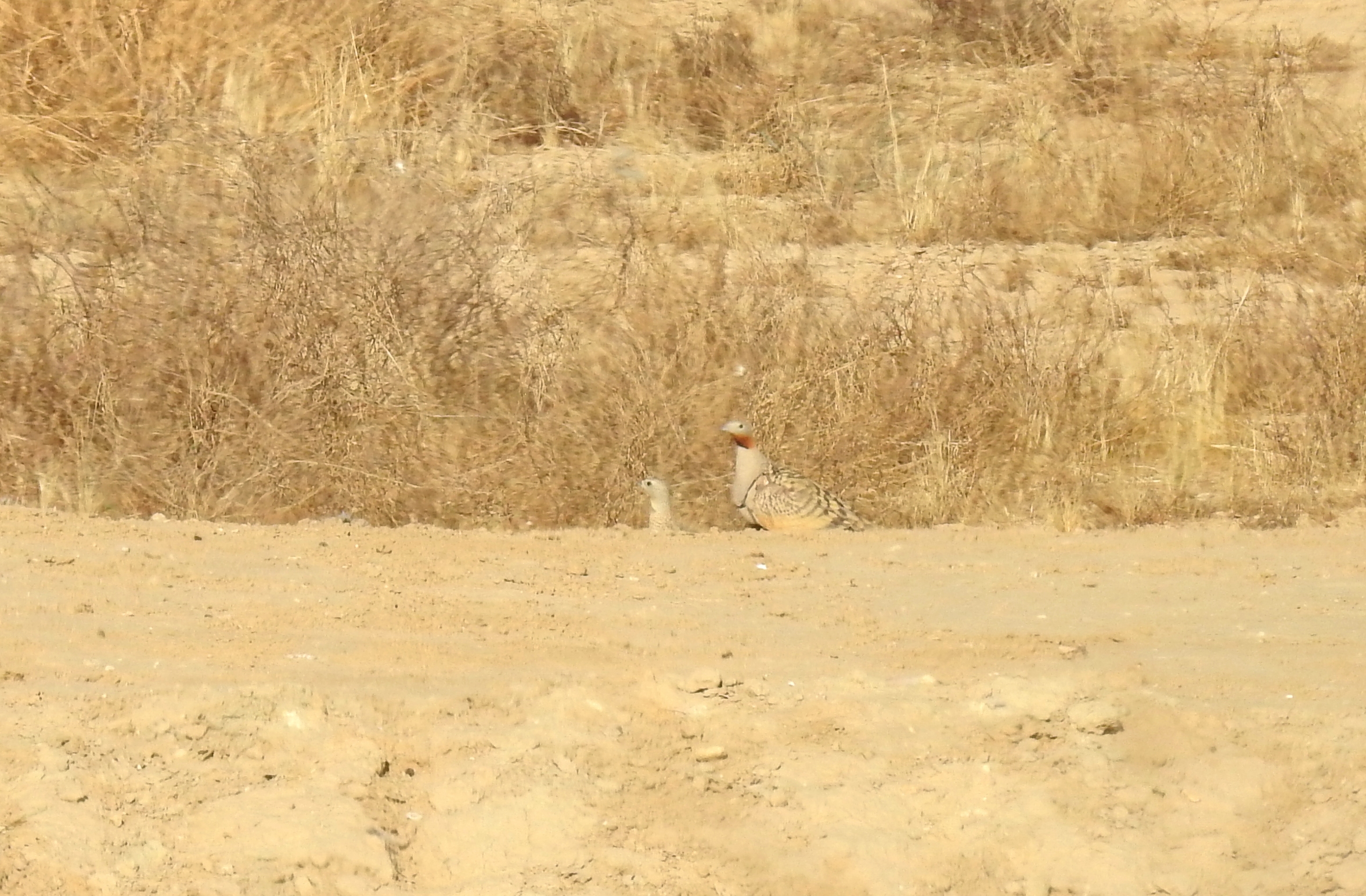A pair of black-bellied sandgrouse