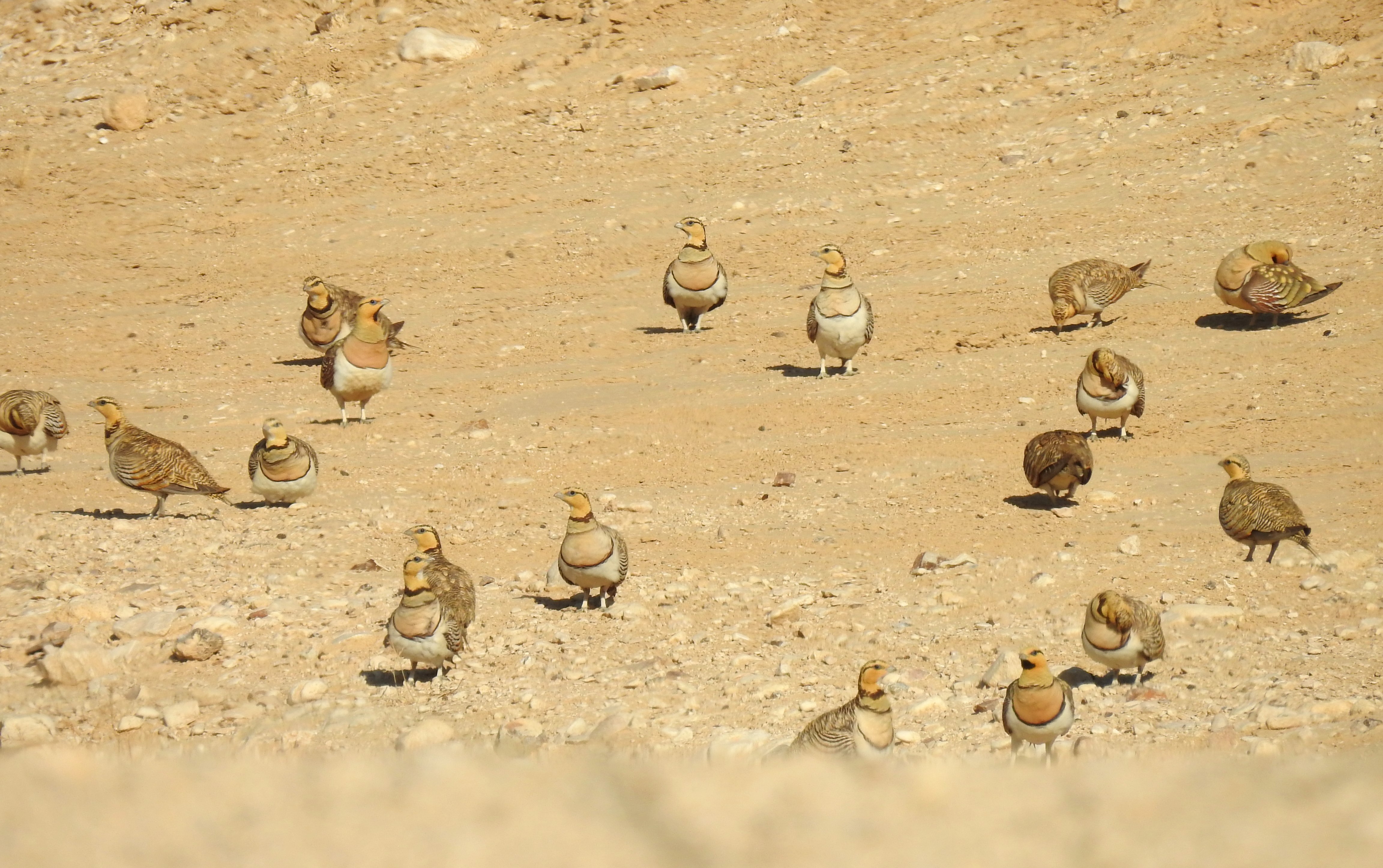 A small flock of pin-tailed sandgrouse