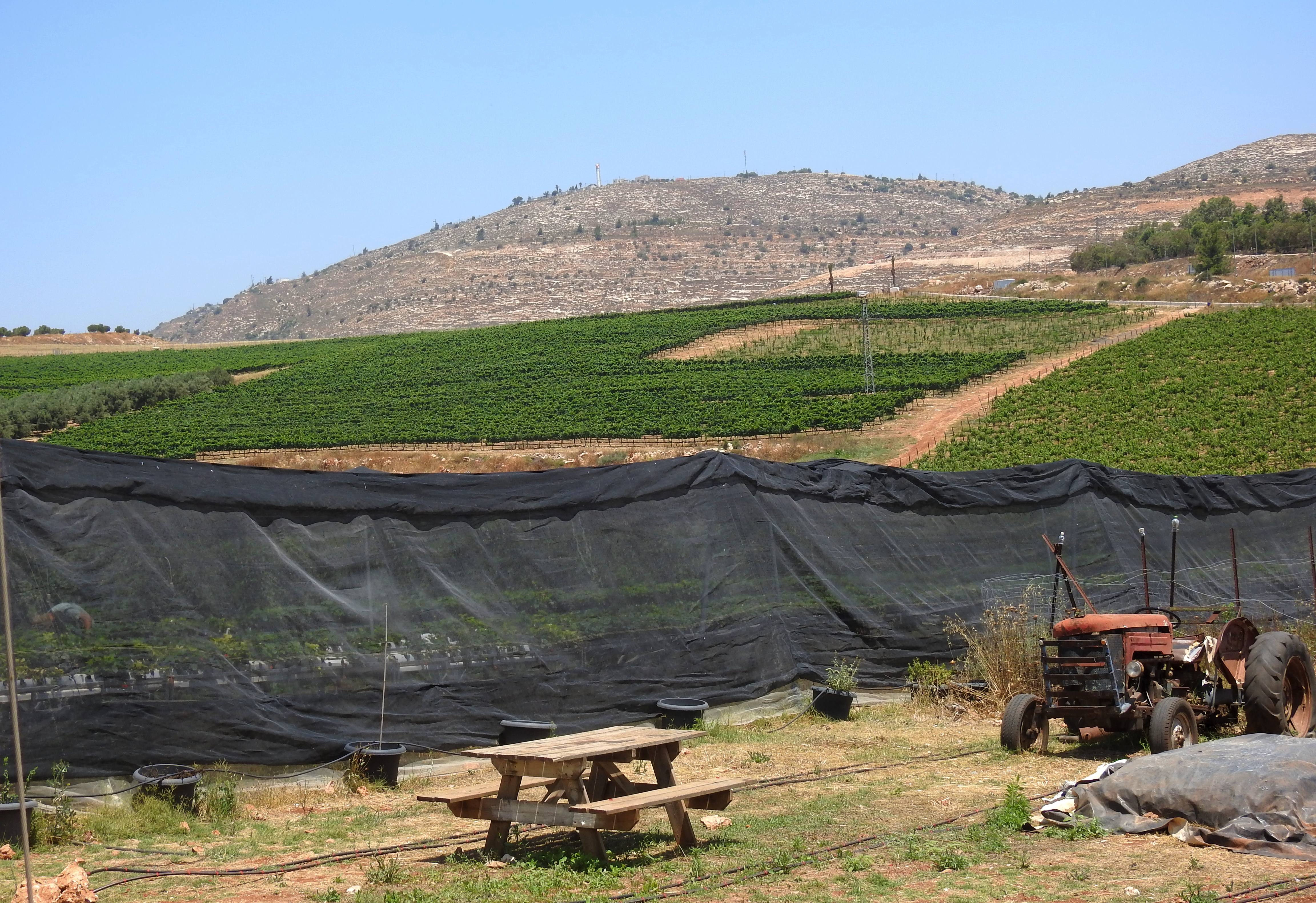 Bikurei Shiloh backdropped by grapevines