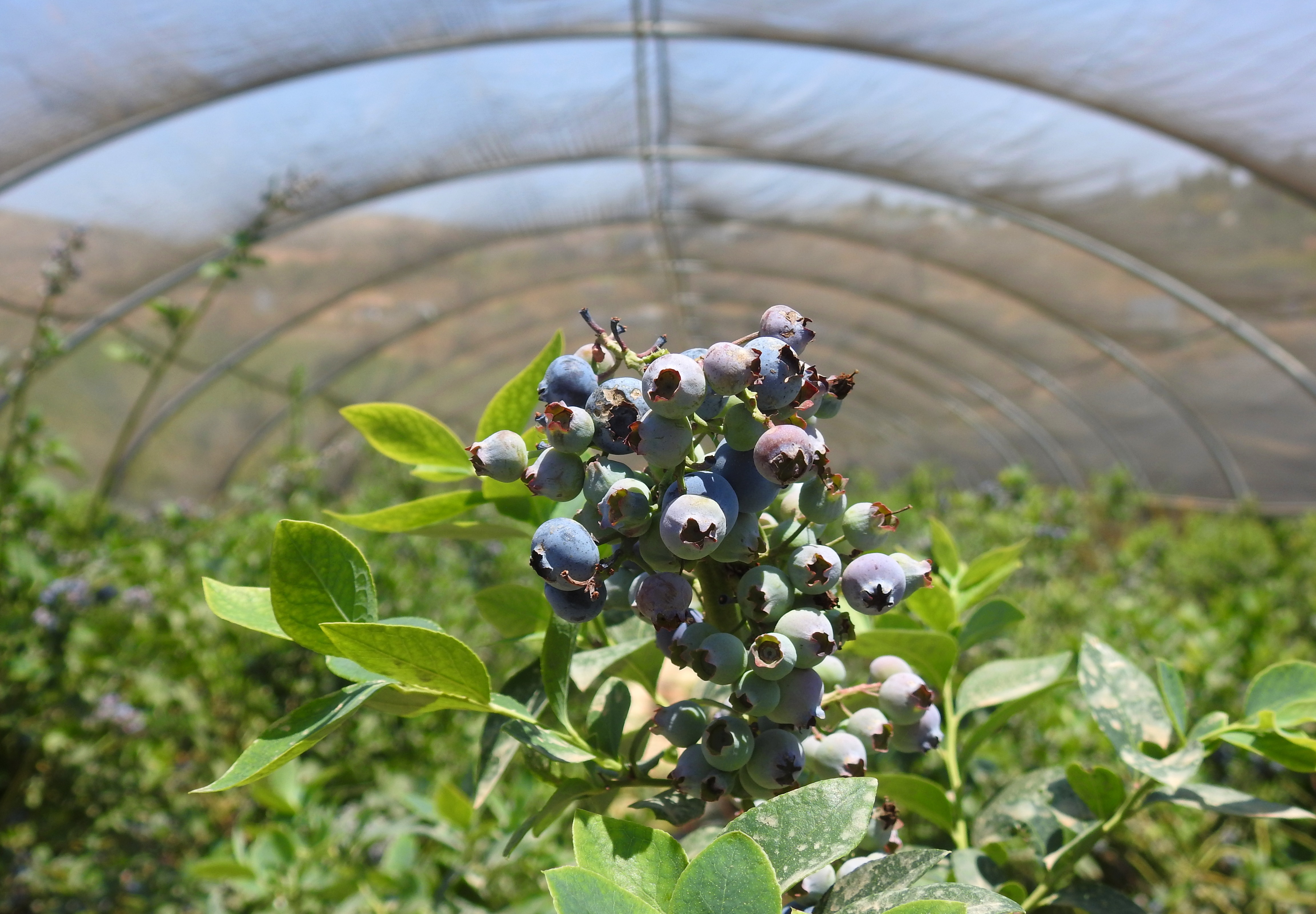 Blueberries galore
