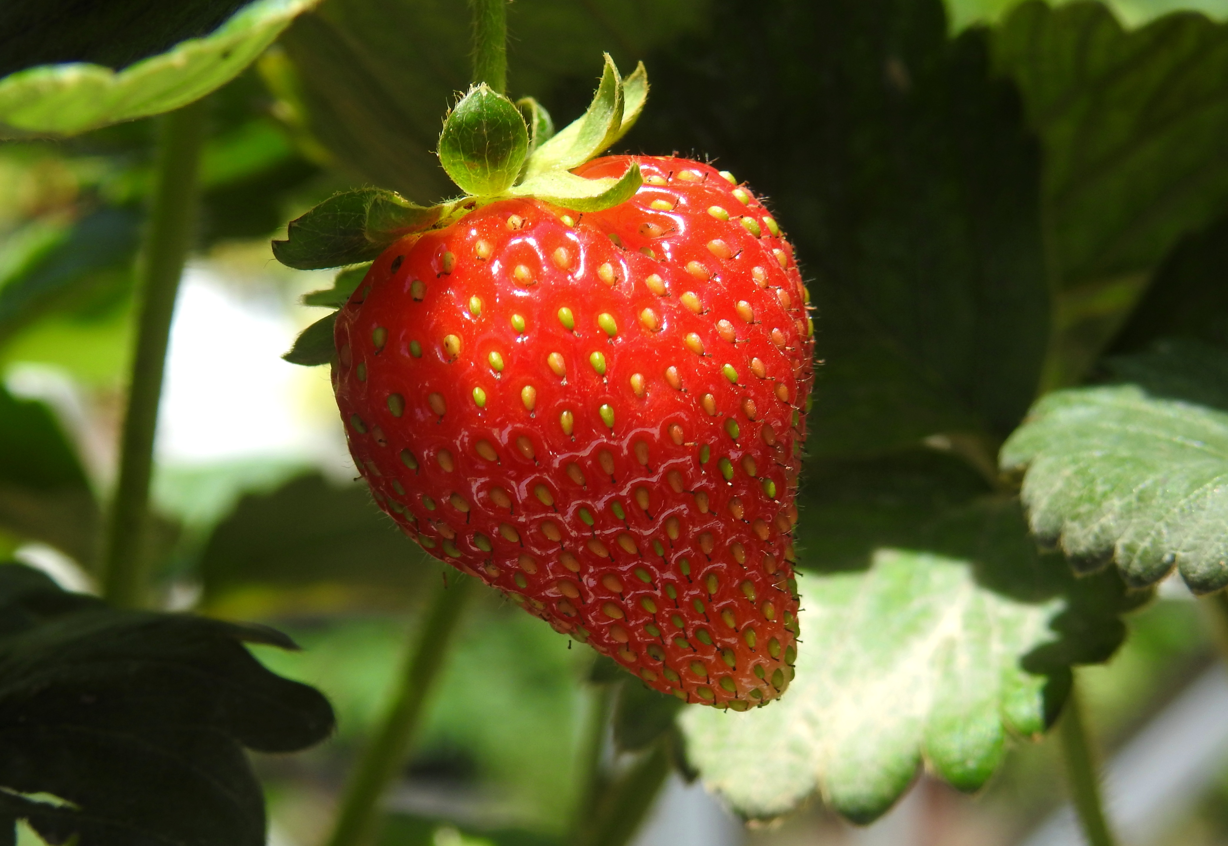 Strawberry in the sun