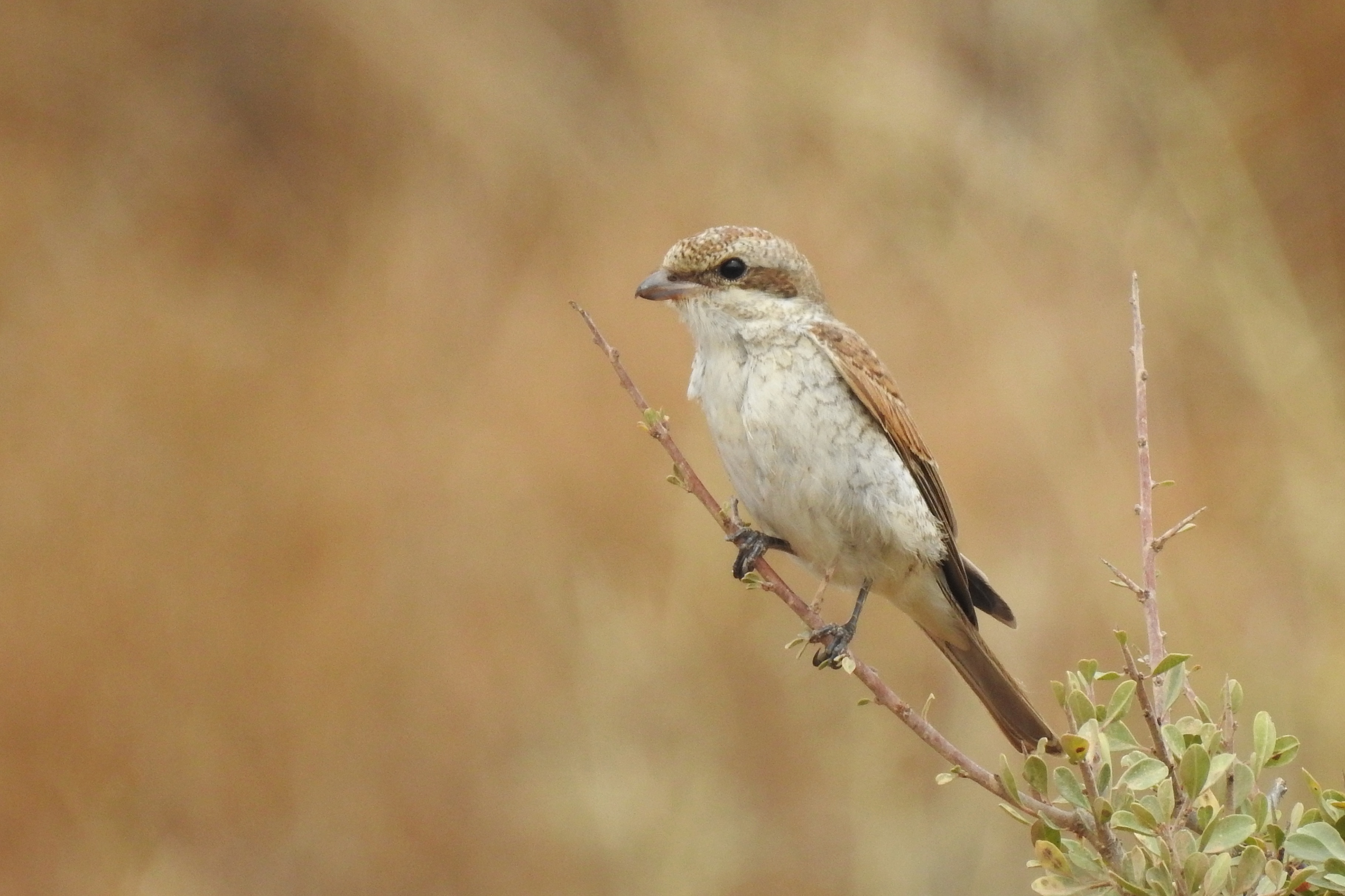 My entry into the photo contest - a juvenile red-backed shrike