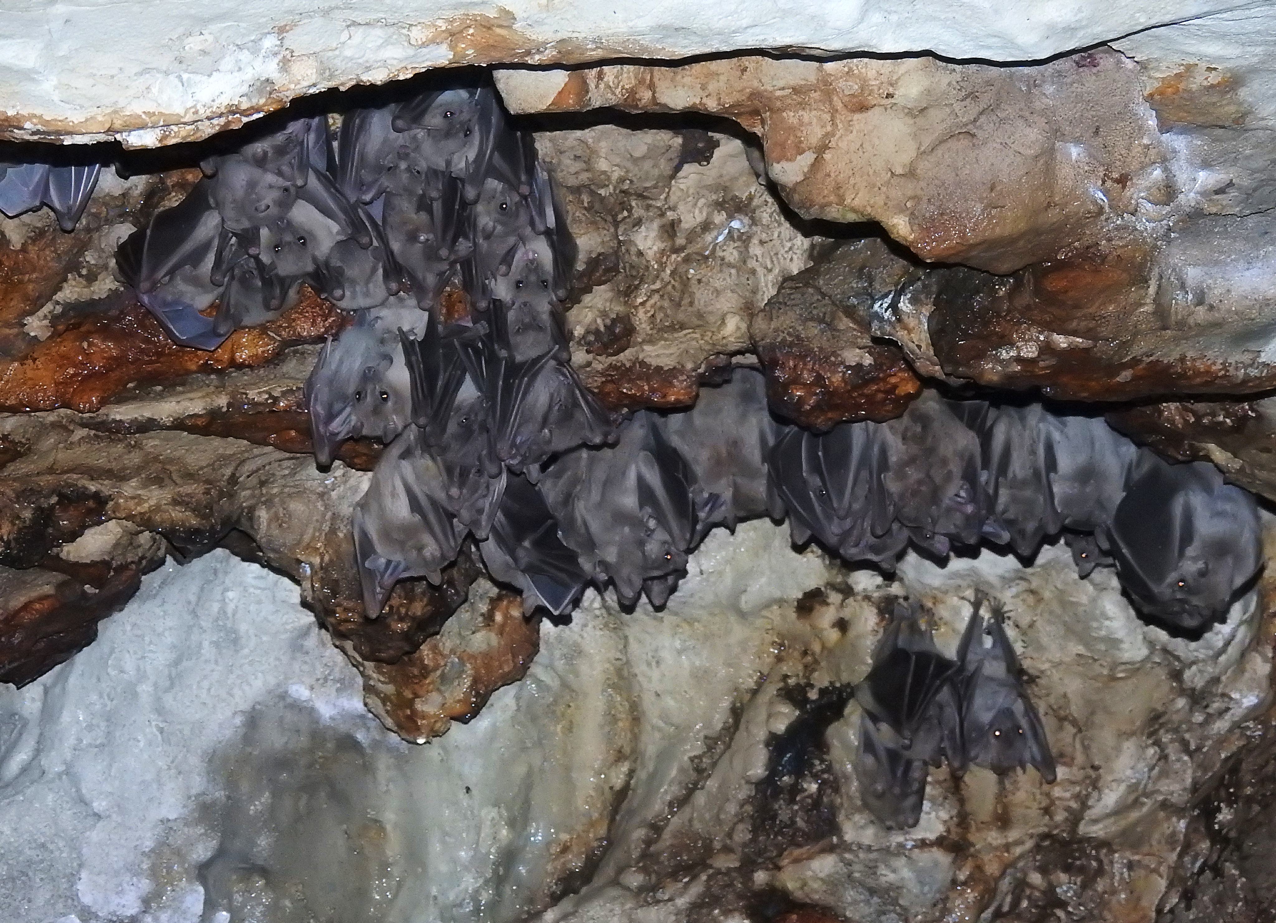 Some of the many fruit bats dangling from the cave ceiling